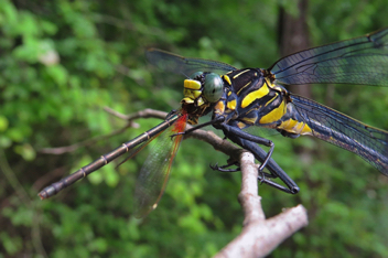 Hagenius brevistylus, male